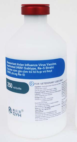 VACXIN H5N1 CHỦNG Re - 5