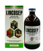 LINCOSEP 100 ML